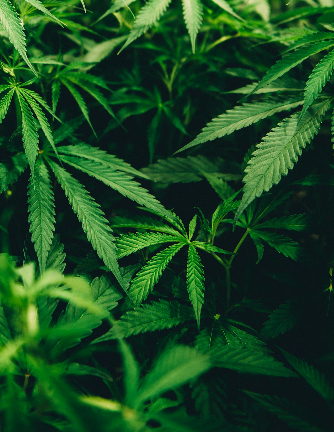 cannabis delivery