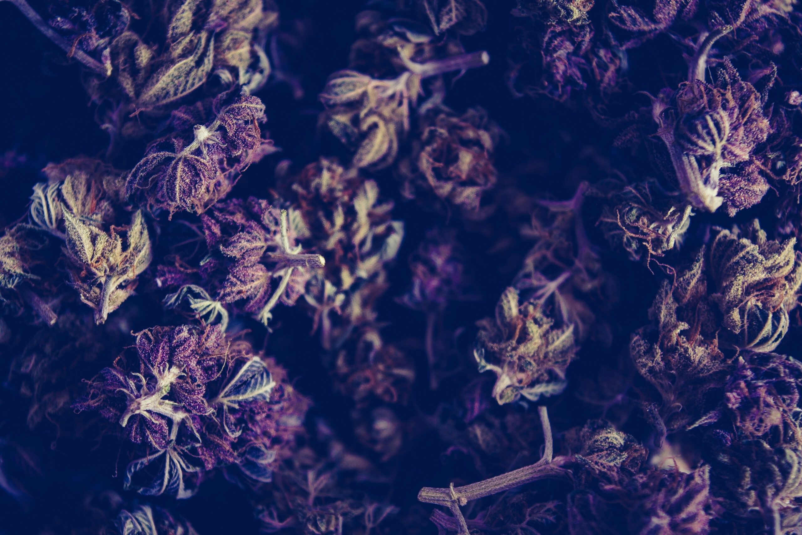 Explore Premium Cannabis Products at Stash Co.